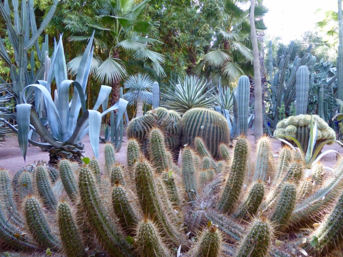 Cactuses of Jardin Majorelle, Marrakesh
